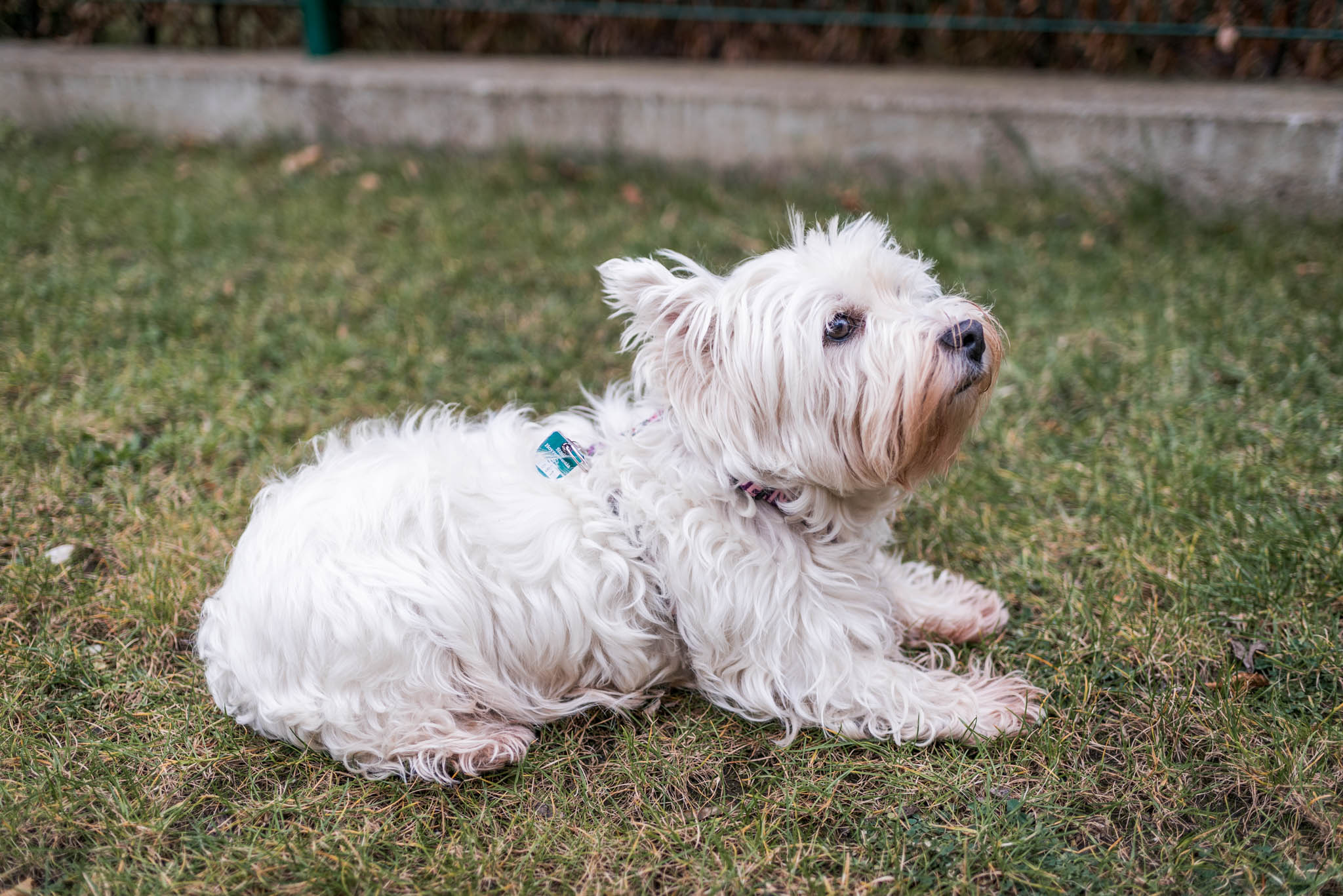 Ab Wann Muss Man Einen Hund Anmelden Anmeldung eines Hundes