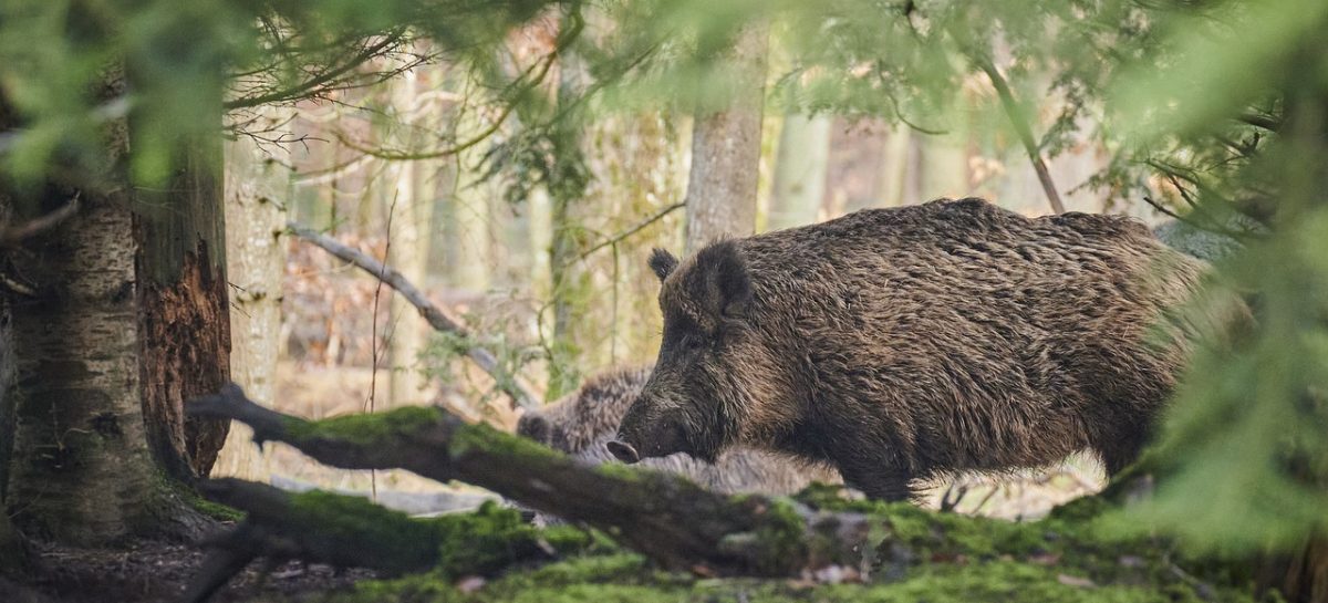 Wildschwein von der Seite im Wald fotografiert.