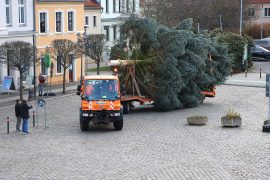 Aufstellen des Weihnachtsbaumes in der Altstadt am 18.11.2025
