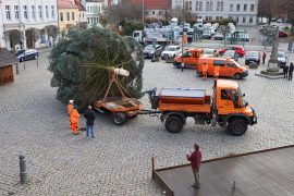 Aufstellen des Weihnachtsbaumes in der Altstadt am 18.11.2025