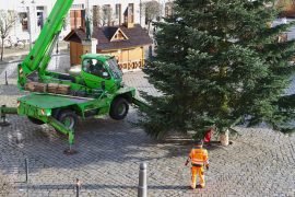 Aufstellen des Weihnachtsbaumes in der Altstadt am 18.11.2025
