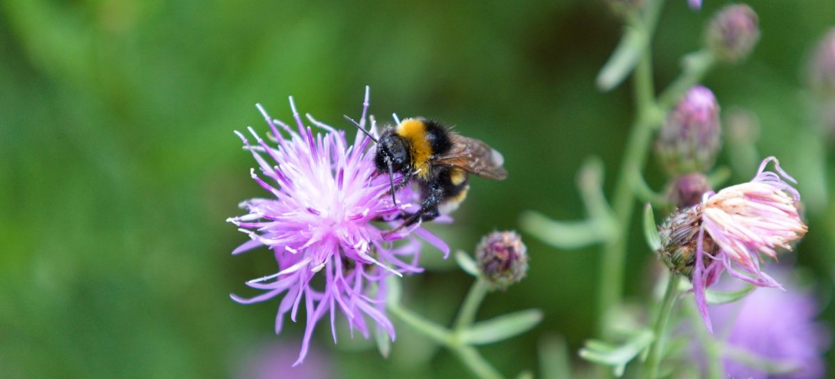 Hummel an der Schwarzen Elster