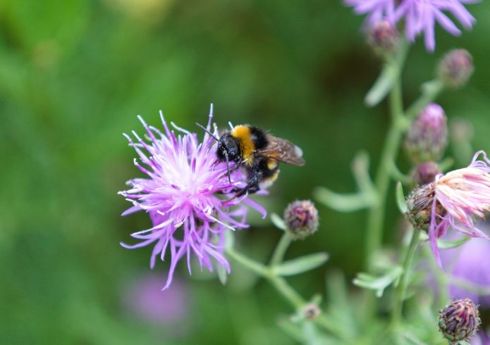 Hummel an der Schwarzen Elster