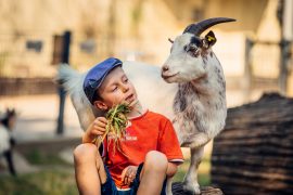 Ein Junge mit Schiebermütze und orangefarbenem T-Shirt hält einer weiß-braun gefleckten Ziege ein Büschel Gras hin, während die Ziege ihn interessiert ansieht.