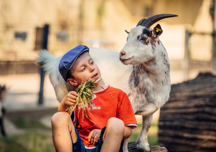 Ein Junge mit Schiebermütze und orangefarbenem T-Shirt hält einer weiß-braun gefleckten Ziege ein Büschel Gras hin, während die Ziege ihn interessiert ansieht.